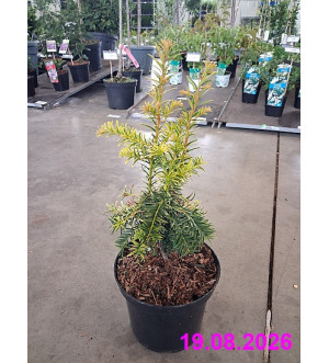 Taxus baccata 'Dovastonii Aurea' C 2 L